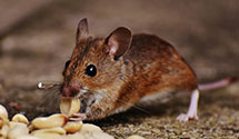 24 Hour & Emergency Exterminators in Mazeppa, NC